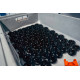 Blow off ventili po vozilu FORGE Atmosferski Blow Off za Ford Fiesta Mk7 2009-2017 ST180 ST200 (E-DV) | race-shop.hr